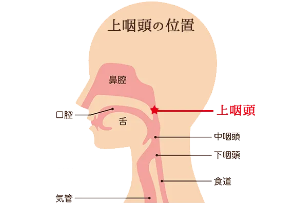 上咽頭は鼻と喉の交差点
